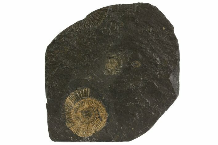 Dactylioceras Ammonite Plate - Posidonia Shale, Germany #79357